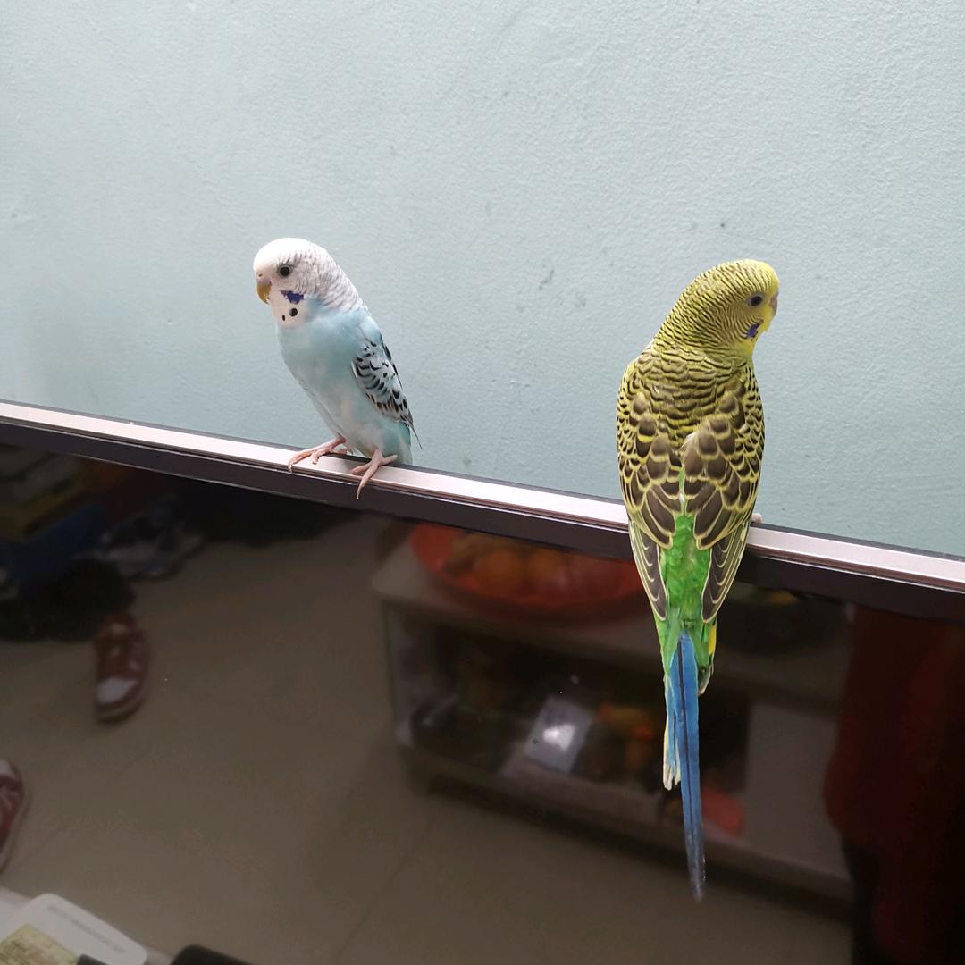 战神虎皮1V4鹦鹉🦜