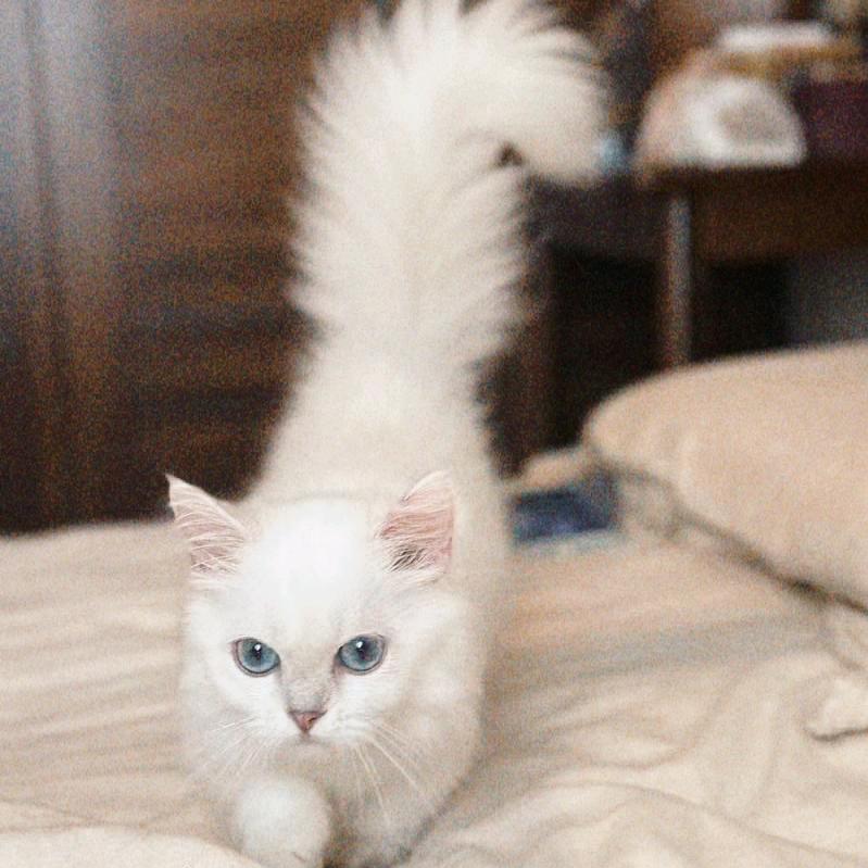 养🐮🐑🐴🐶🐔🐱🐷🦆