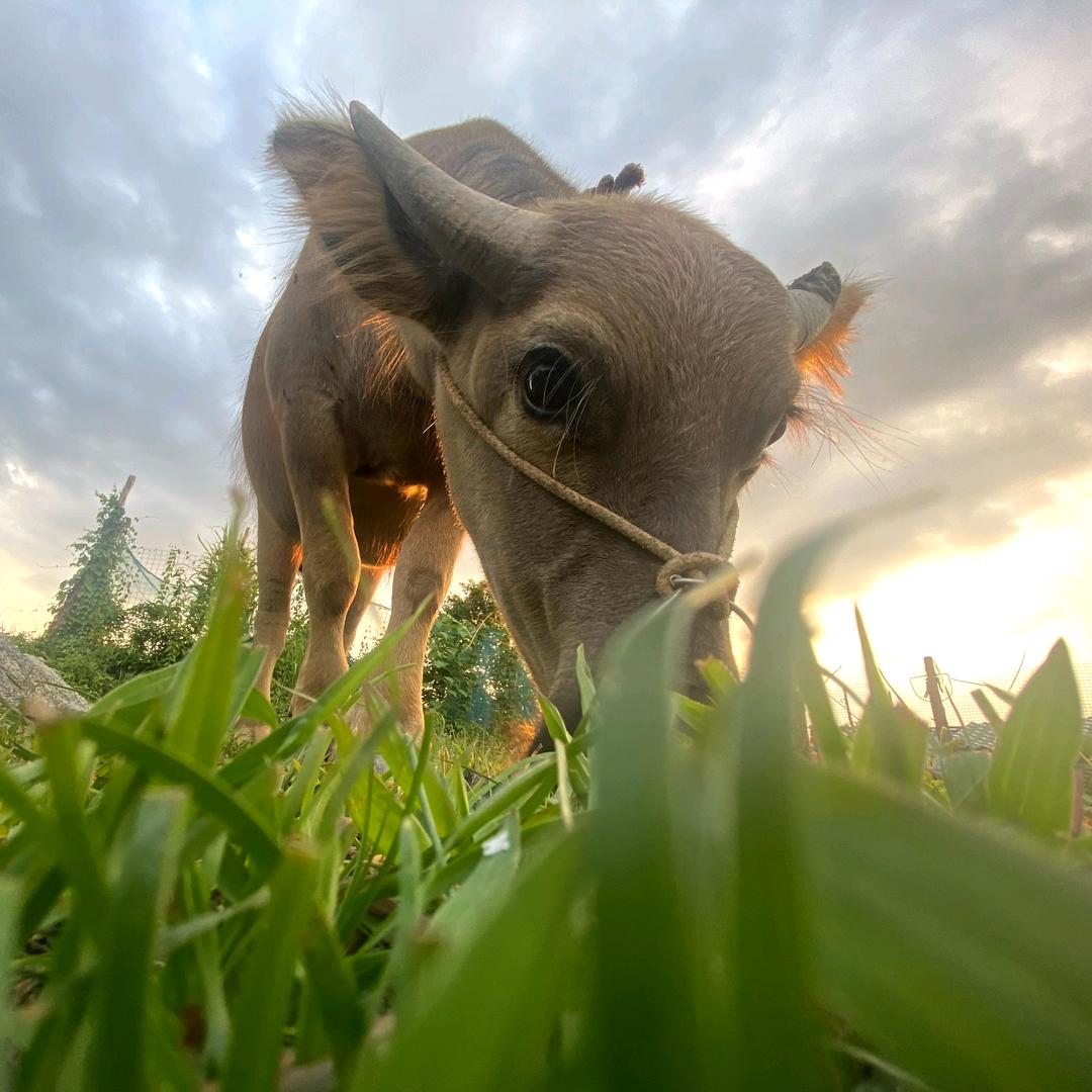 牛牛直接螺旋升天在上面哭三天