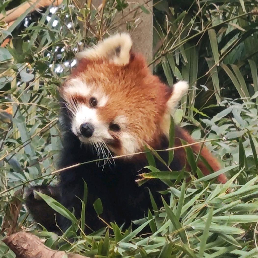 派波