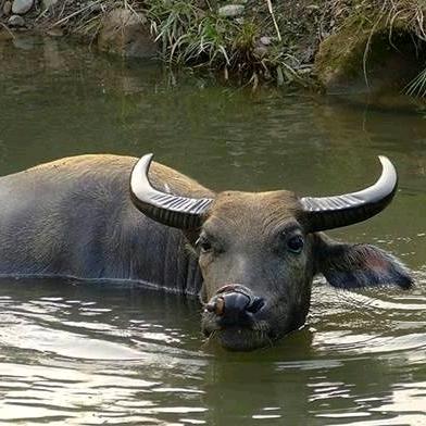 水牛