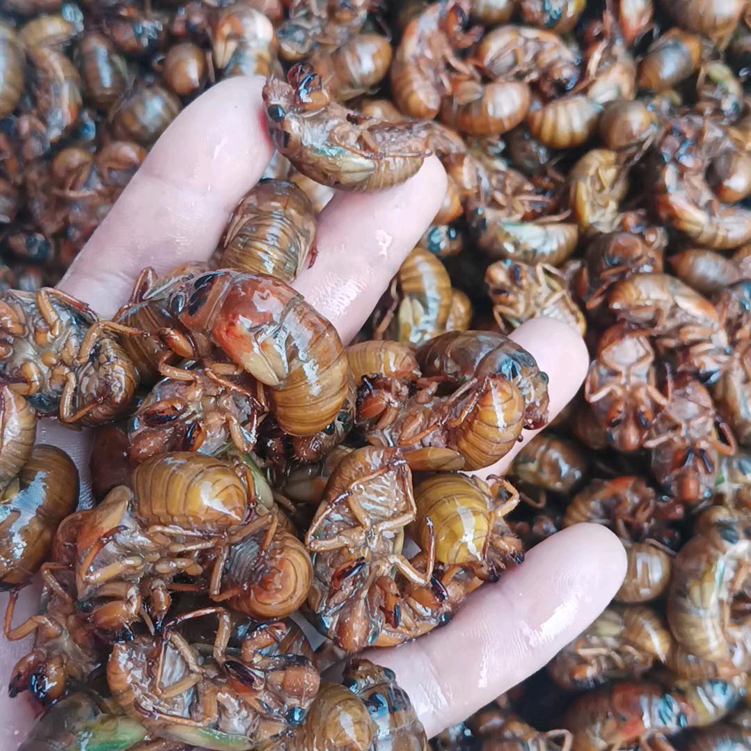 @金蝉购销！以蝉会友（马建）