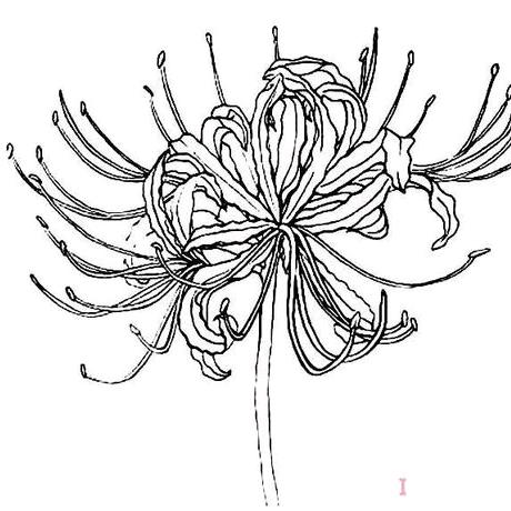 为妳留下彼岸花，百毒不侵