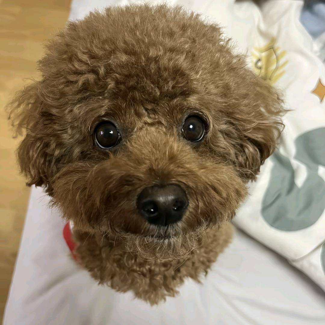 爱❤️小狗