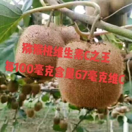 秦岭山猕猴桃