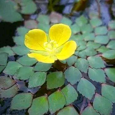 🌿素雅如花🍀