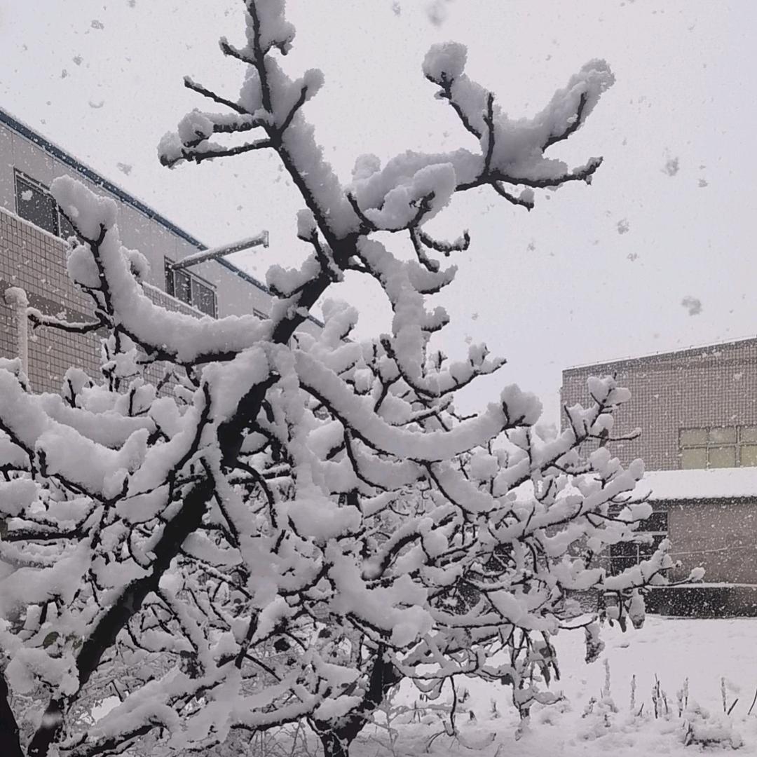 蓝星小卫