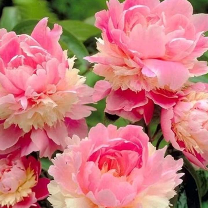 亲爱的🌹🌷