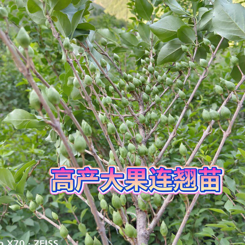 药用连翘酸枣苗基地