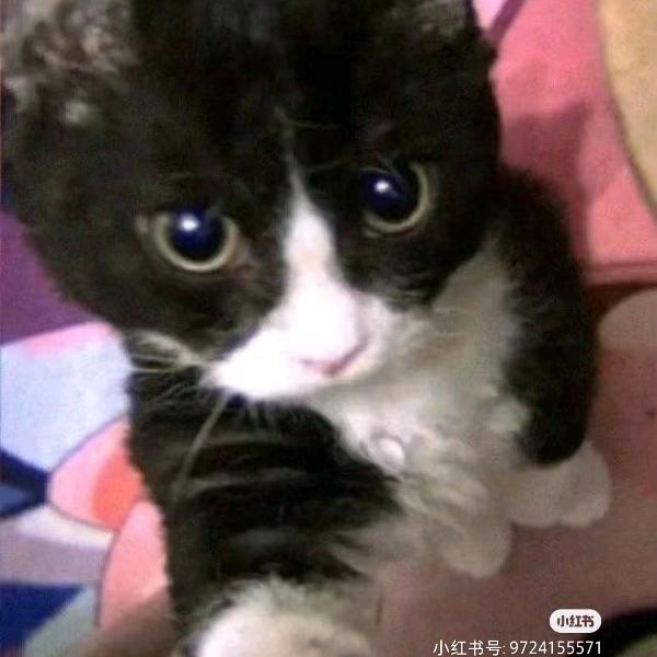 黑胡椒hh_