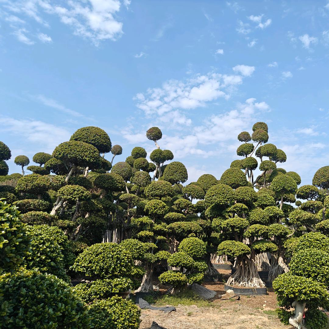 纤钰园艺绿化工程苗木