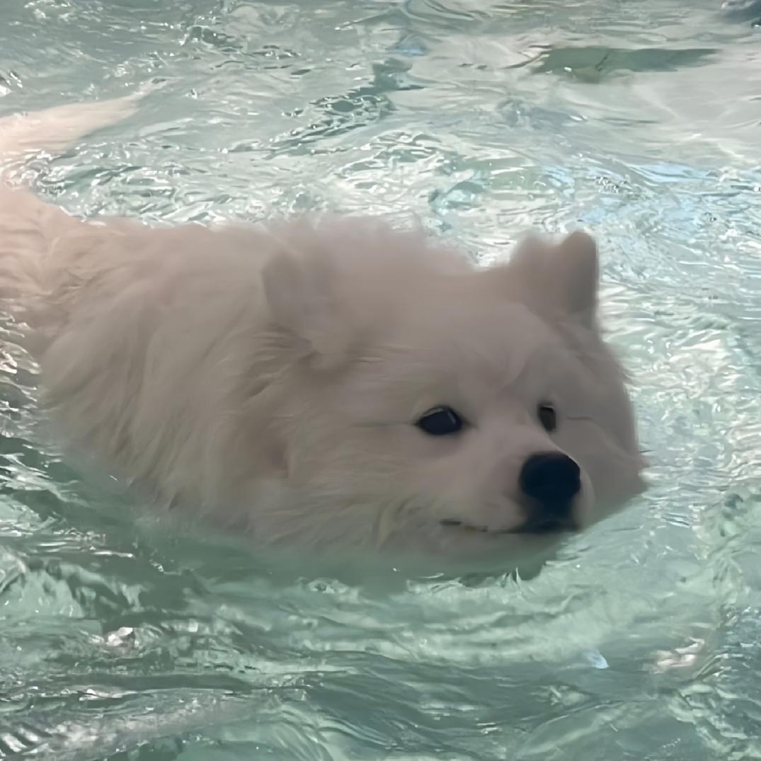 鸿熙CC头像