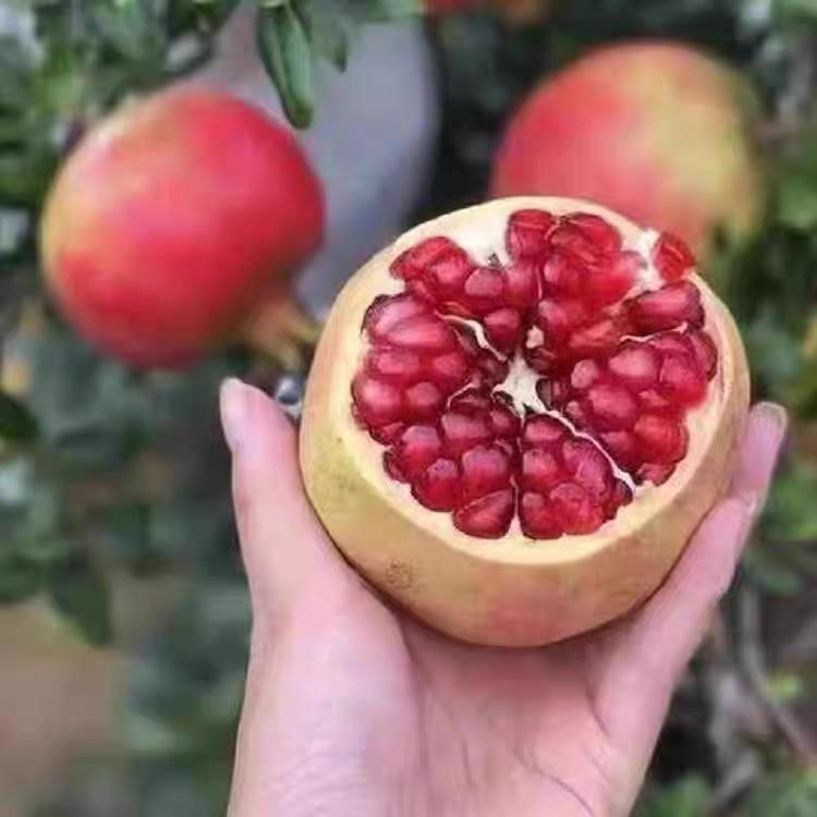 橙曦鲜果优选(水果供应链）