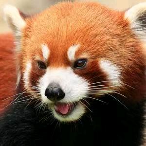 ✨渡✨劫✨
