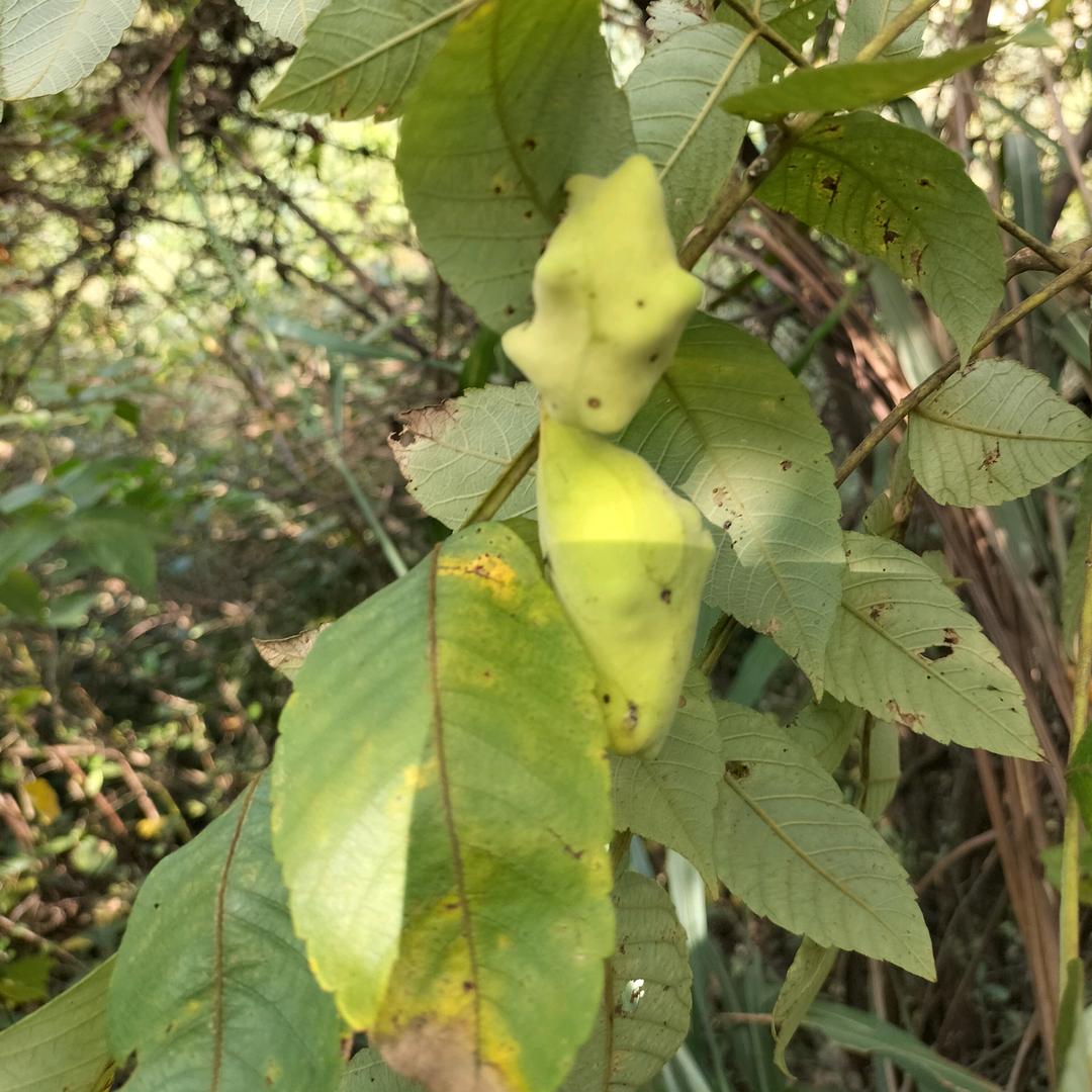 五倍子苗盐肤木苗刺老芽苗娟毛蔷薇苗香椿苗