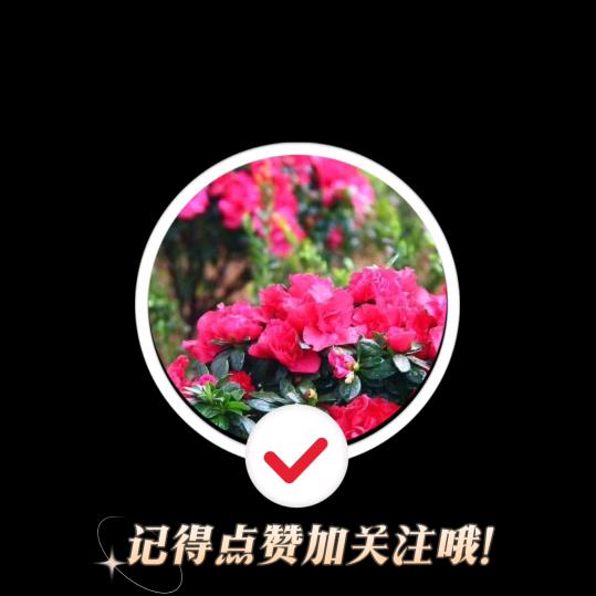 乡村梅果果