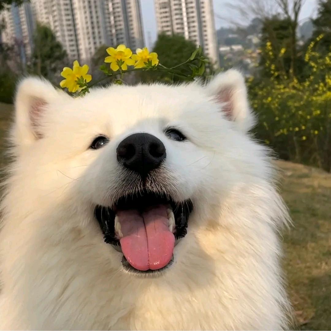 肥猪儿不肥