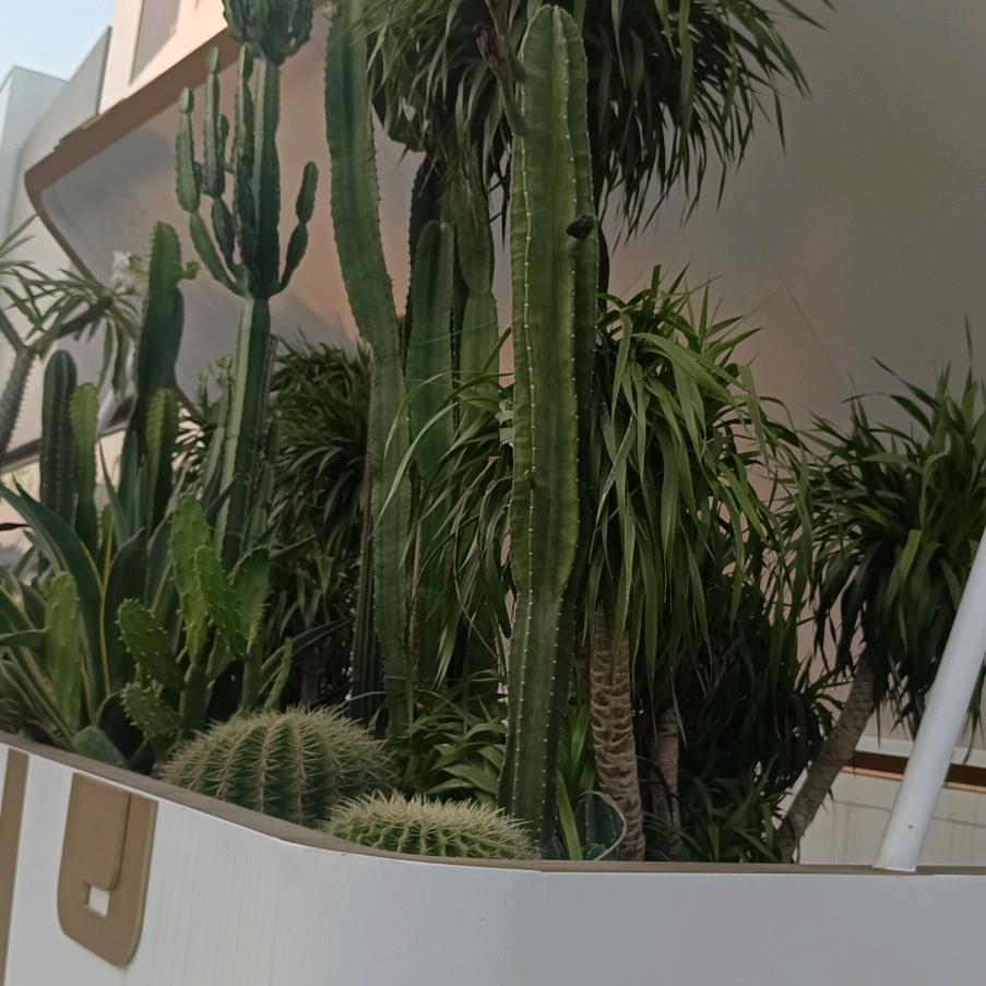 丽丽呀（预备中）