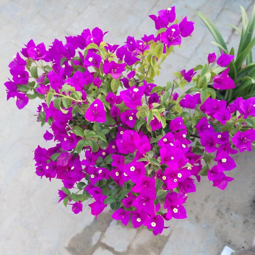 孤单的人。💖🉑🉑💗💗