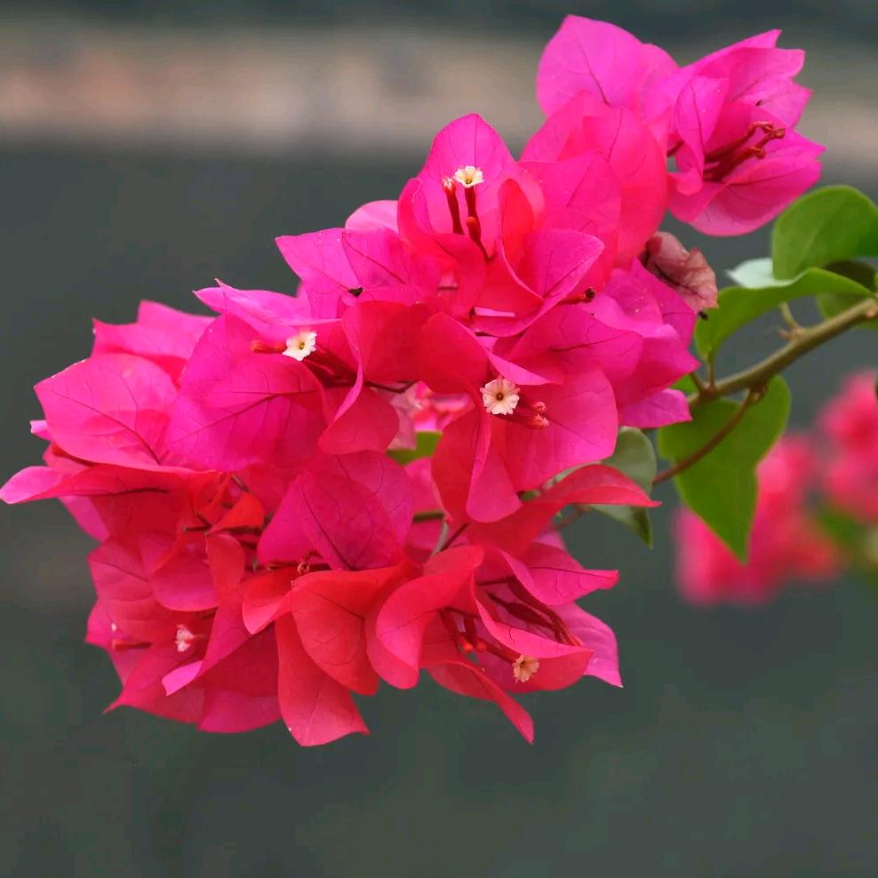小鱼花卉