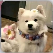 狗不理馅饼