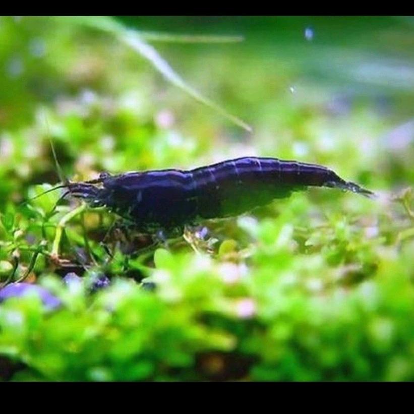 黑壳虾水族馆