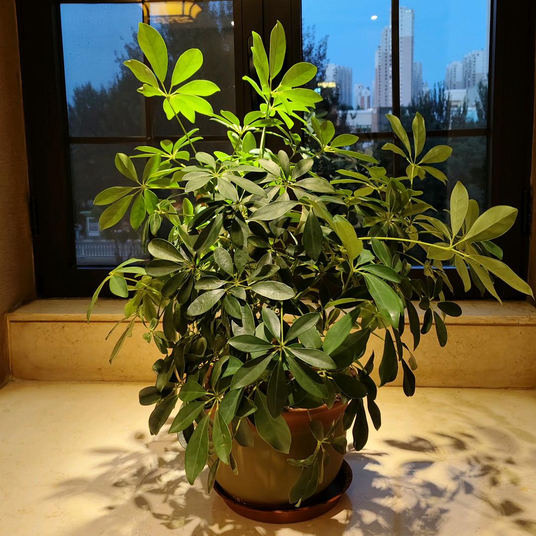 芳华若梦久)