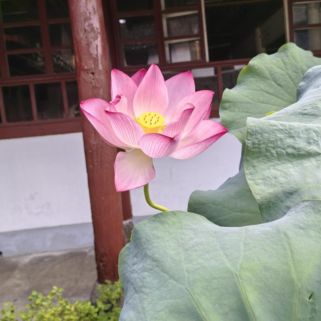 周春锦