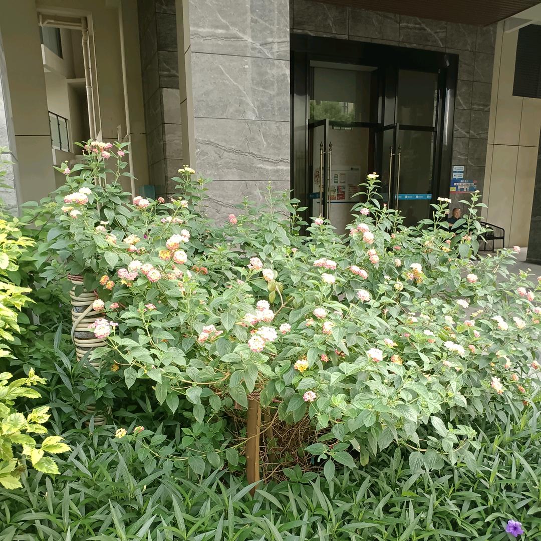 ໑ຼₒ₂₅ღ᭄破茧🦋成蝶᭄💞