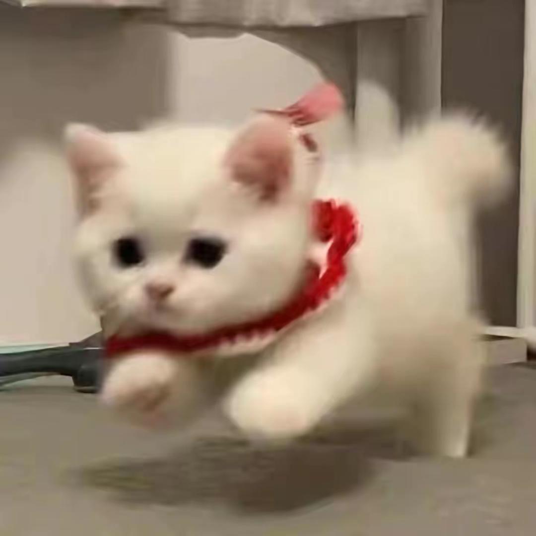 不饿，啃头牛