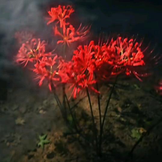 彼岸花❤️