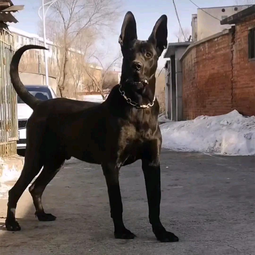 黑狼犬养殖