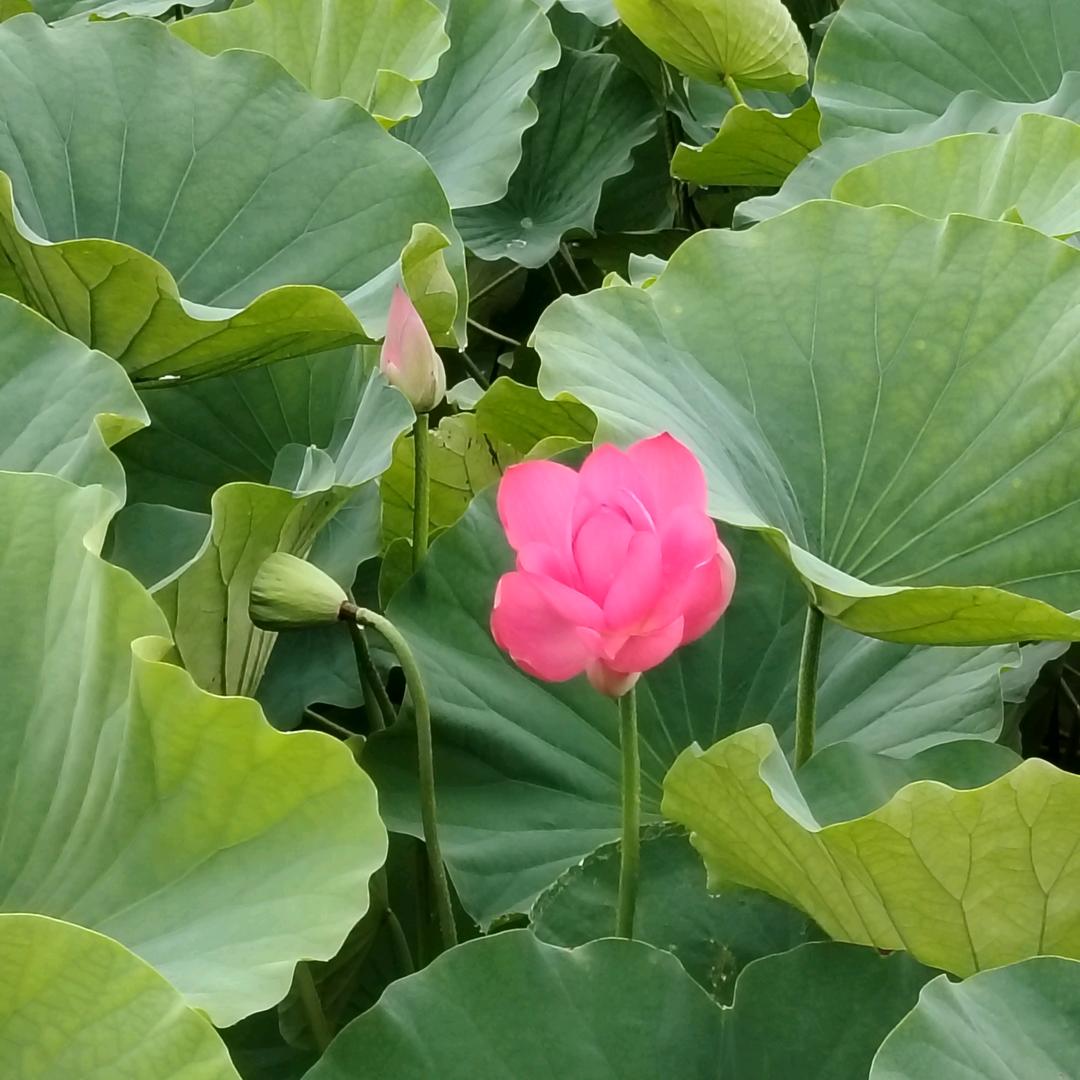 宋宋