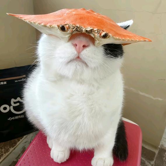菠波啵^