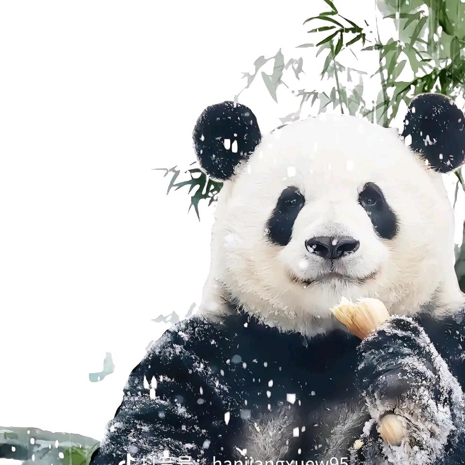 马踏东京赏樱花