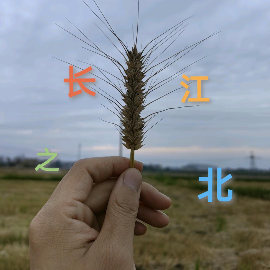 江北农场