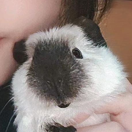 松棠棠