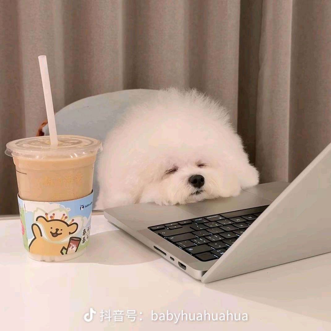 闹闹（努力减肥版）