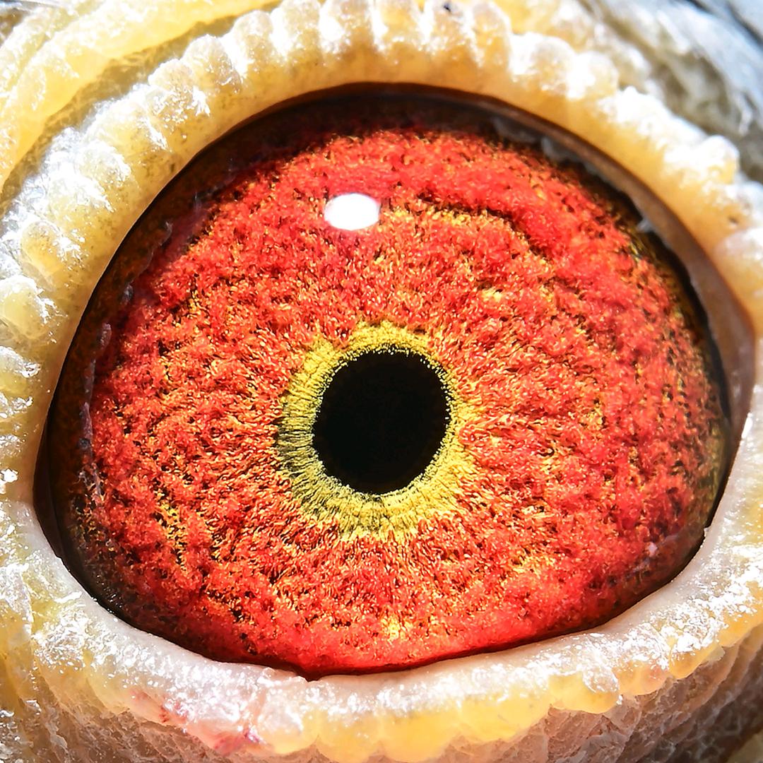 自由鸽舍