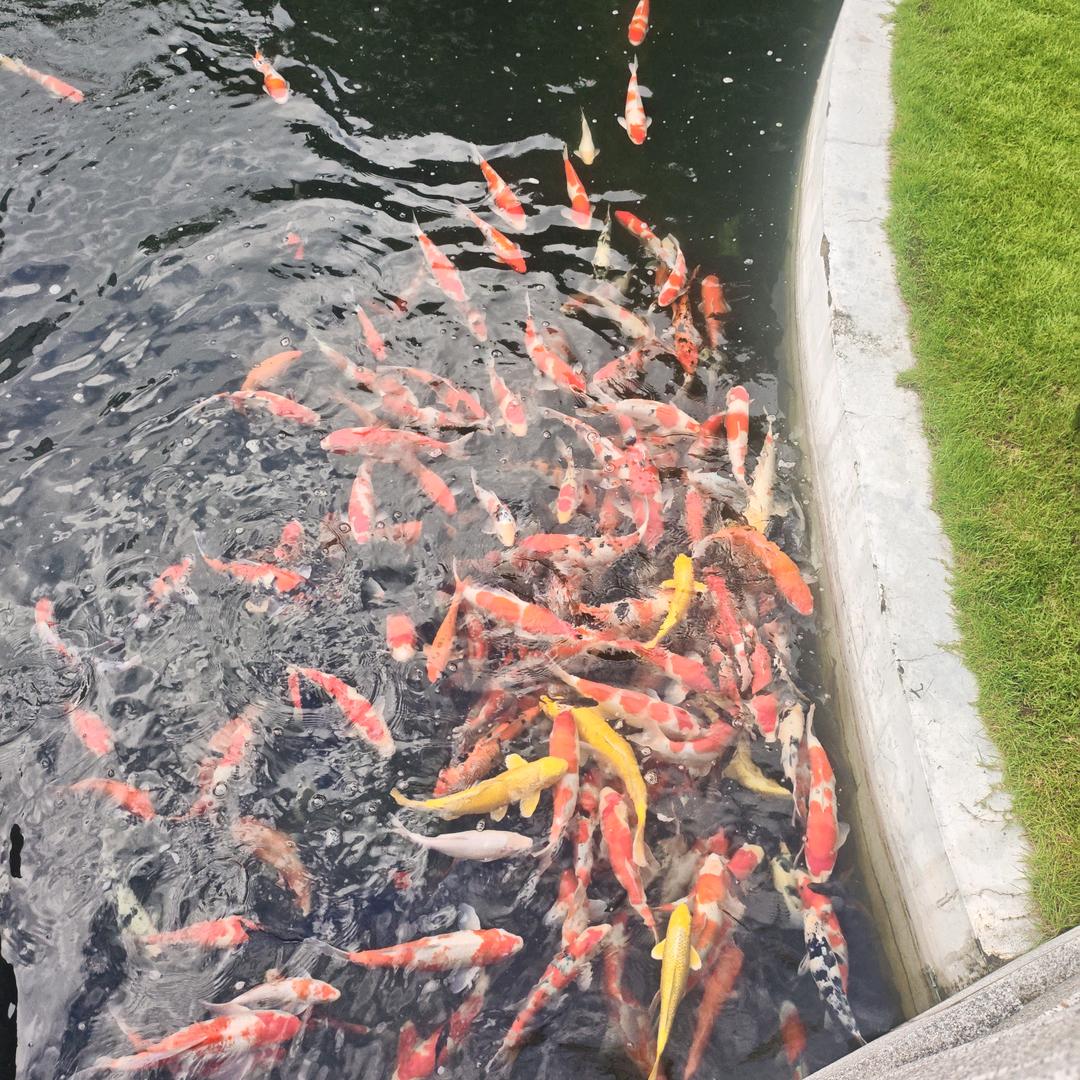 【狂拉大板鲫】