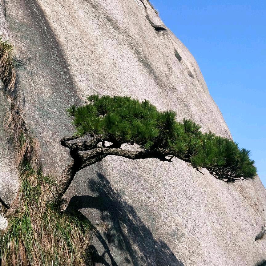 遇树林丰