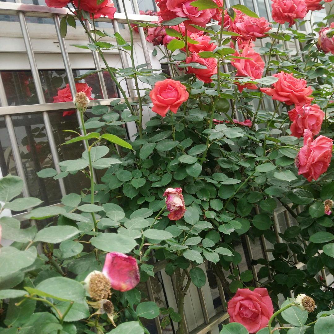 龚长征❄️❄️