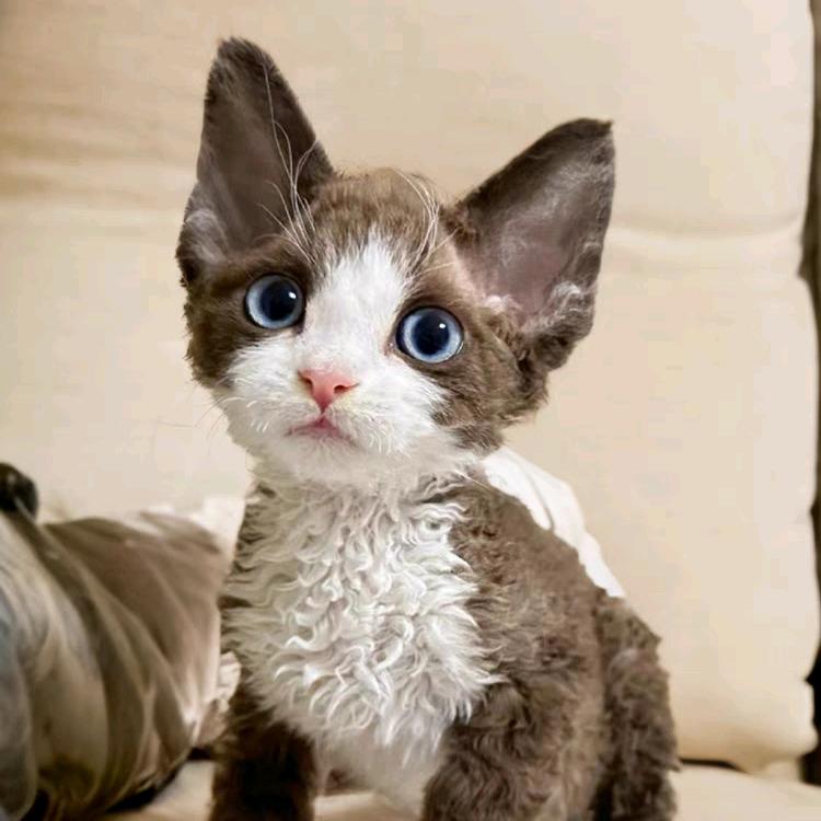 小波德文卷毛猫（直播号）
