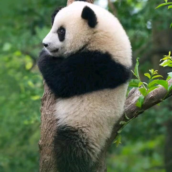 木木成林