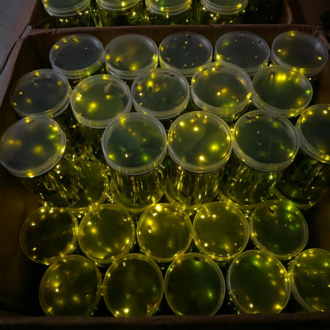 萤火虫活虫批发