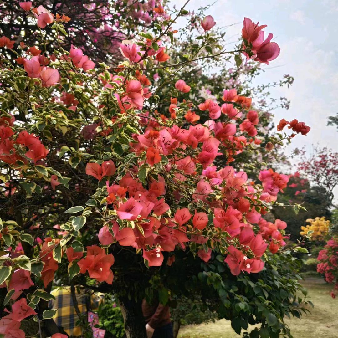 我就是我🌹🌹🌹