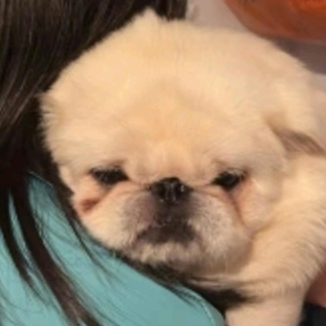 笨团团