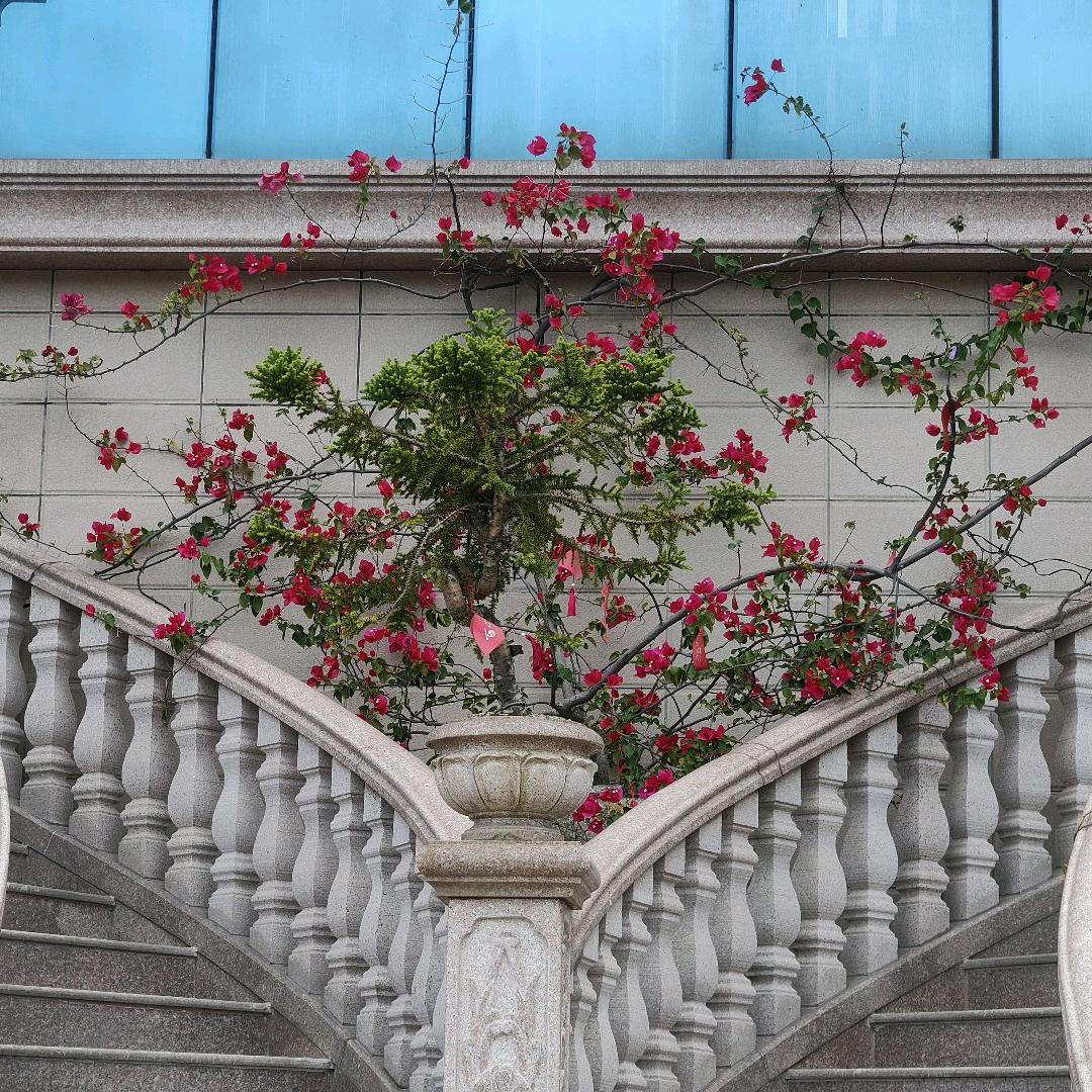 姓陈，叫前陈似锦