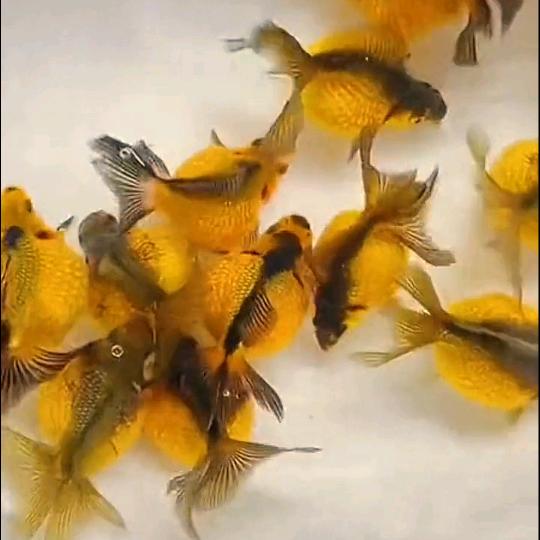 (丢了的❤️(｡˘•㉨•˘｡)