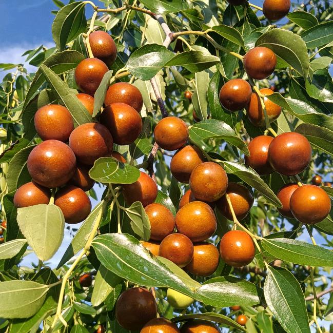 东北朝阳野生酸枣